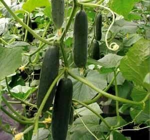 Gurķi MARKYZA F1 100 gab Semo